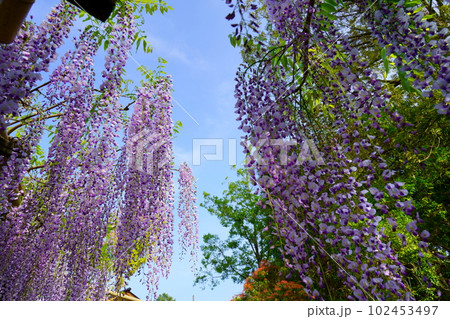 奈良春日大社・萬葉植物園の藤の花 102453497