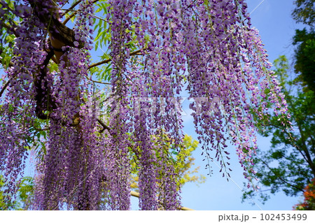 奈良春日大社・萬葉植物園の藤の花 奈良春日大社・萬葉植物園の藤の花 102453499