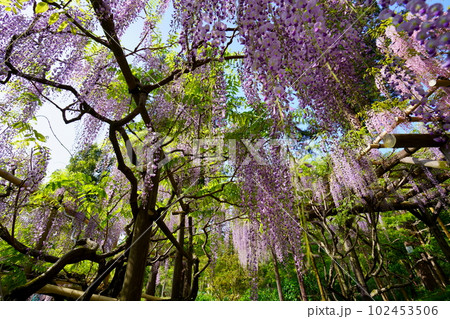 奈良春日大社・萬葉植物園・広角レンズで見上げる藤棚 奈良春日大社・萬葉植物園・広角レンズで見上げる藤棚 102453506