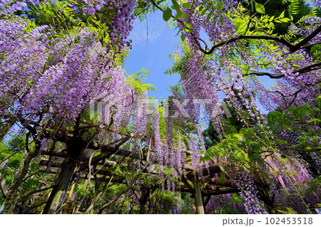 奈良春日大社・萬葉植物園・広角レンズで見上げる藤棚 奈良春日大社・萬葉植物園・広角レンズで見上げる藤棚 102453518