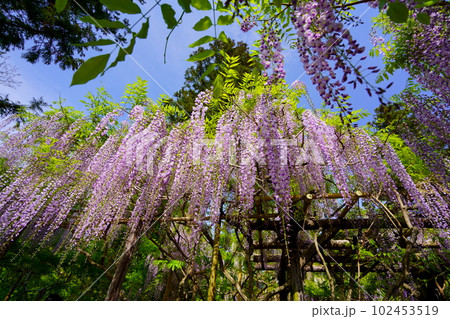 奈良春日大社・萬葉植物園・広角レンズで見上げる藤棚 102453519