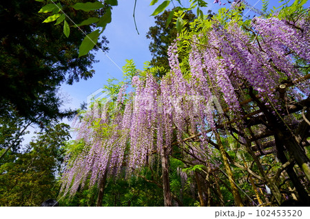 奈良春日大社・萬葉植物園・広角レンズで見上げる藤棚 102453520