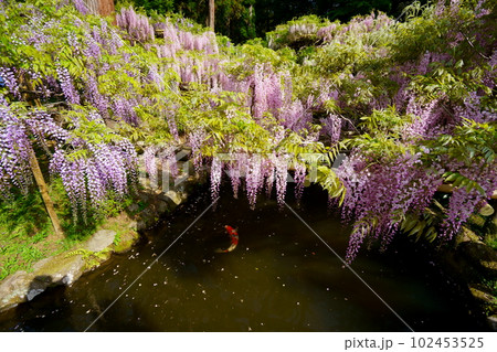奈良春日大社・萬葉植物園・藤の花と池の鯉 奈良春日大社・萬葉植物園・藤の花と池の鯉 102453525