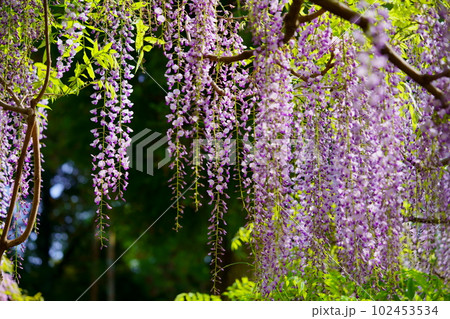 奈良春日大社・萬葉植物園・藤の花 102453534