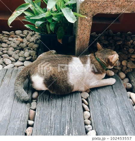 the lazy cat on the floor 102453557