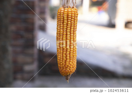 organic corn with a Shallow depth of field. selective Focus organic corn with a Shallow depth of field. selective Focus 102453611
