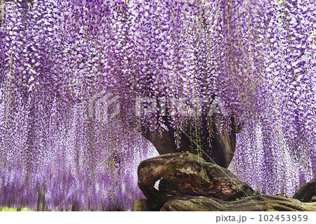 長老の宴2_藤の花 102453959