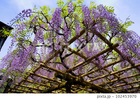 奈良春日大社・砂ずりの藤 奈良春日大社・砂ずりの藤 102453970