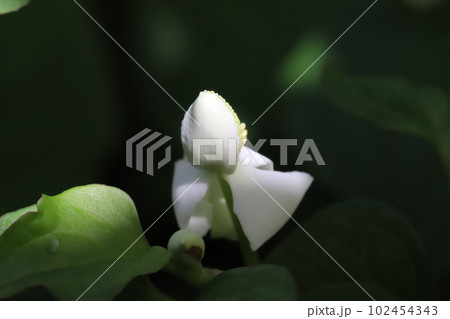 春の庭に片隅に咲くドクダミの白い花 102454343