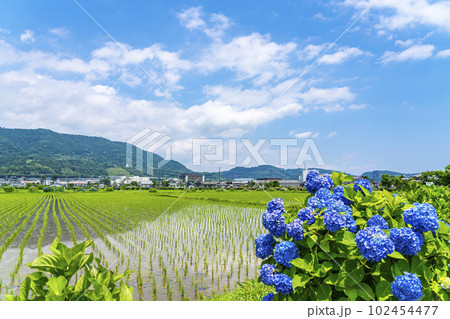【神奈川県】開成町の田園風景と綺麗に咲く紫陽花 【神奈川県】開成町の田園風景と綺麗に咲く紫陽花 102454477