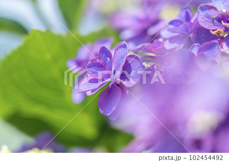 綺麗に咲き誇る紫の紫陽花 102454492