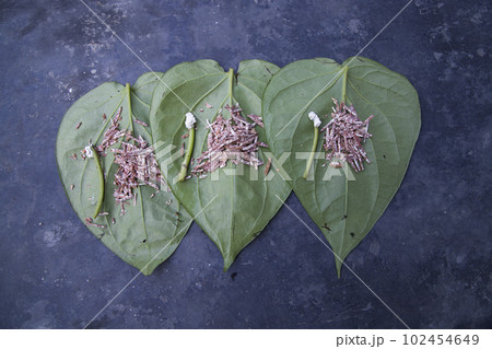 Decoration Green betel Leaf or pan on the concrete floor Decoration Green betel Leaf or pan on the concrete floor 102454649