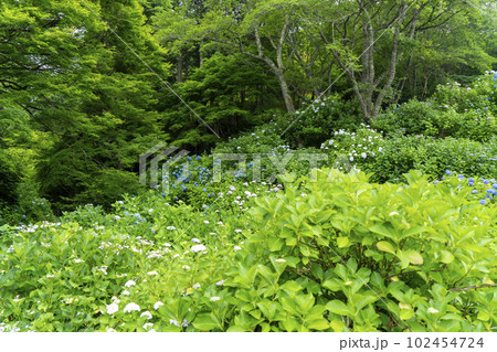 福知山観音寺の紫陽花 102454724