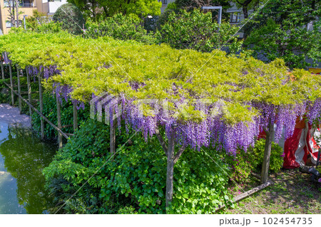 東京都江東区　亀戸天神の藤棚 102454735