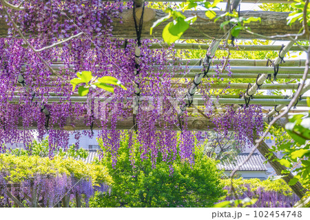 東京都江東区　亀戸天神の藤棚 102454748