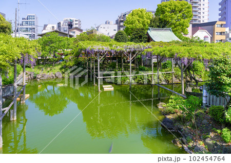 東京都江東区　亀戸天神の藤棚 102454764