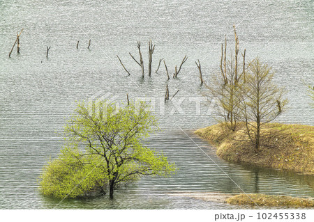 湯西川ダム湖の水没林 102455338