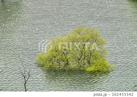 湯西川ダム湖の水没林 湯西川ダム湖の水没林 102455342