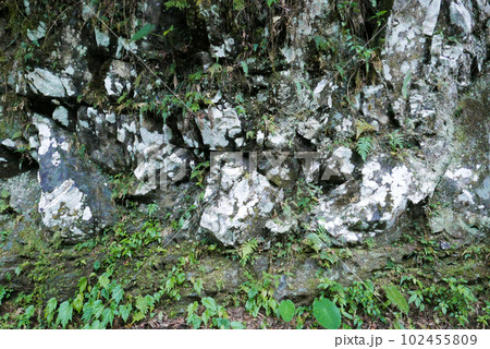 地衣類 岩 石 102455809