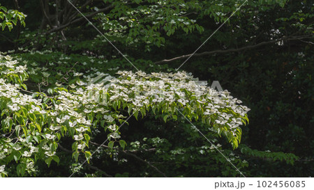 ヤマボウシの花 102456085