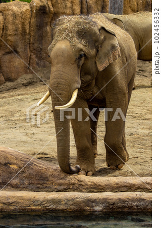 札幌 円山動物園 象 札幌 円山動物園 象 102456332