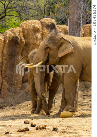 札幌　円山動物園　象 102456374