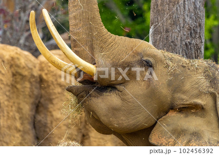 札幌　円山動物園　象 102456392