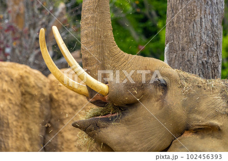 札幌　円山動物園　象 102456393