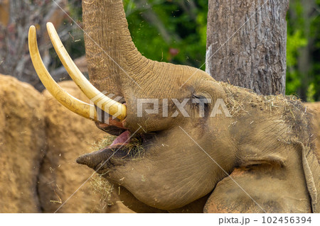 札幌　円山動物園　象 102456394