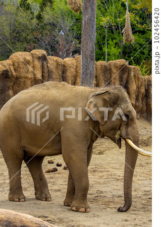 札幌　円山動物園　象 102456420