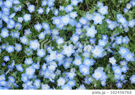 ネモフィラ ネモフィラ 102456768