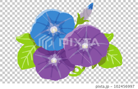Morning glory (hand-painted color) 102456997