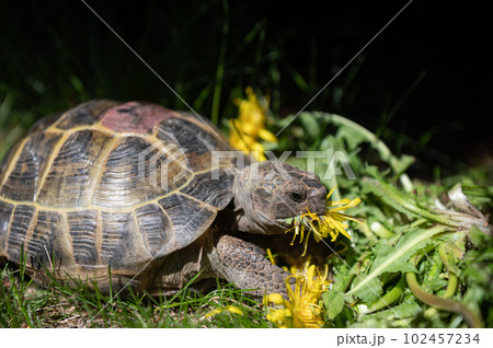 Portrait of a domestic turtle eats yellow flowers on the lawn. Exotic pet feeding outdoors Portrait of a domestic turtle eats yellow flowers on the lawn. Exotic pet feeding outdoors 102457234
