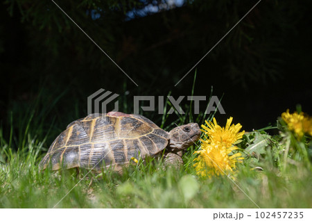 Domestic turtle sniffs and eats flower salad on the lawn. An exotic pet feeds on dandelions. Domestic turtle sniffs and eats flower salad on the lawn. An exotic pet feeds on dandelions. 102457235