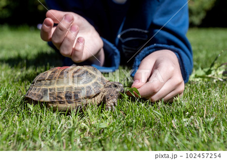 A child feeds a domestic turtle walking outdoors in the grass 102457254