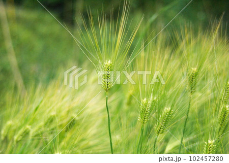 風にそよぐ麦の穂のイメージ 102457280