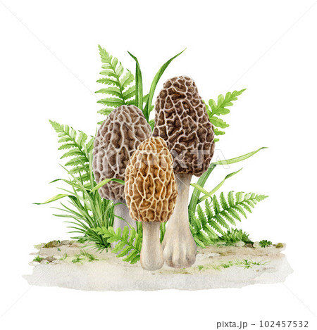 Morel mushroom group in the grass. Watercolor illustration. Hand drawn morchella fungus natural element. Tasty edible mushroom growing in the green grass. Morel vintage style image. White background 102457532