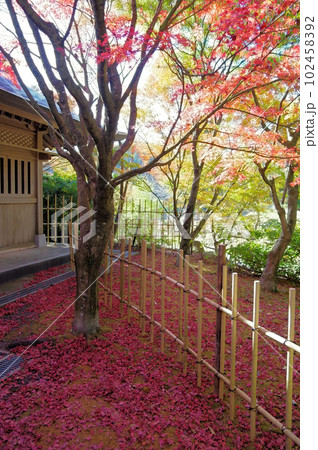 紅い散紅葉と紅葉が美しい秋の光景 102458392