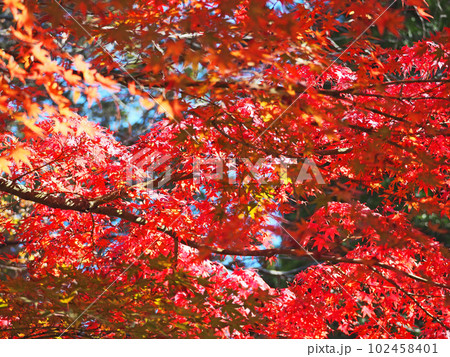 真っ赤に紅葉した美しいモミジに陽射しが差し込む光景 真っ赤に紅葉した美しいモミジに陽射しが差し込む光景 102458401
