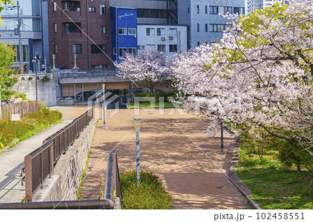 東横堀川緑地　満開の桜（大阪府大阪市中央区高麗橋） 102458551