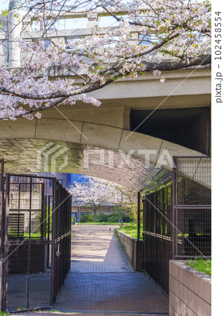 東横堀川緑地 満開の桜(大阪府大阪市中央区高麗橋) 東横堀川緑地 満開の桜(大阪府大阪市中央区高麗橋) 102458554