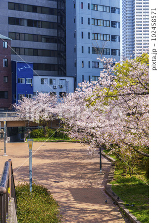 東横堀川緑地　満開の桜　高麗橋付近（大阪府大阪市中央区高麗橋） 102458571