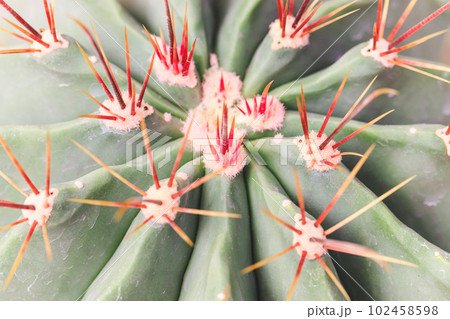 Close up summer desert cactus. Green leaves. Natural background. Close up summer desert cactus. Green leaves. Natural background. 102458598