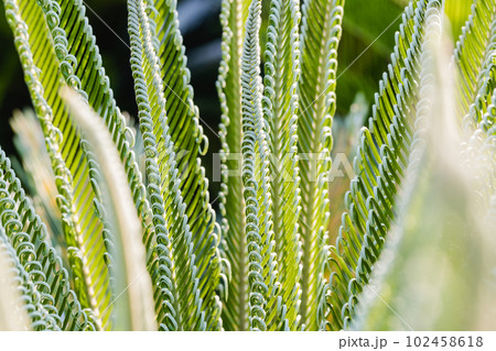 Fresh palm leaf, Abstract green background, Selective focus. 102458618