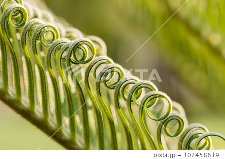 Fresh palm leaf, Abstract green background, Selective focus. 102458619