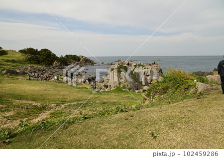 種差海岸 天然芝の中に咲くコケリンドウ 種差海岸 天然芝の中に咲くコケリンドウ 102459286