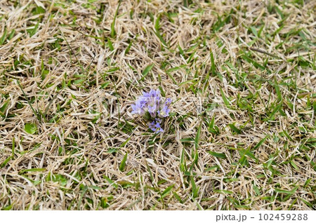 種差海岸 天然芝の中に咲くコケリンドウ 102459288
