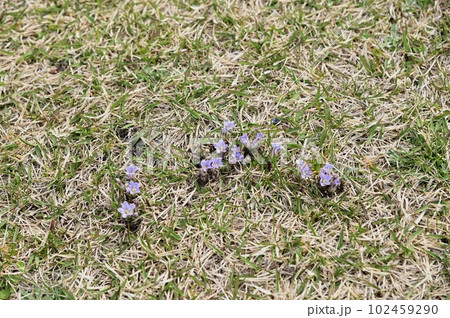 種差海岸 天然芝の中に咲くコケリンドウ 種差海岸 天然芝の中に咲くコケリンドウ 102459290