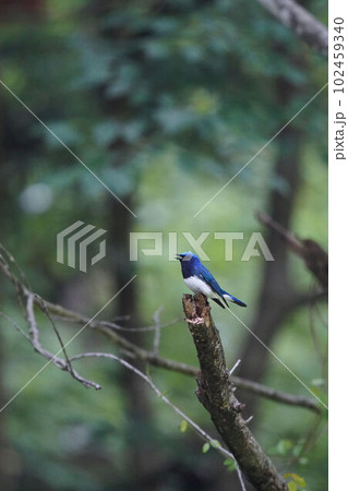 木の上でさえずるオオルリ 102459340