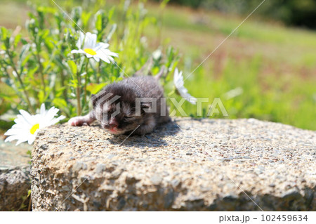 生後10日程度、目が開く前の野良猫の赤ちゃん猫、可愛い仔猫 生後10日程度、目が開く前の野良猫の赤ちゃん猫、可愛い仔猫 102459634